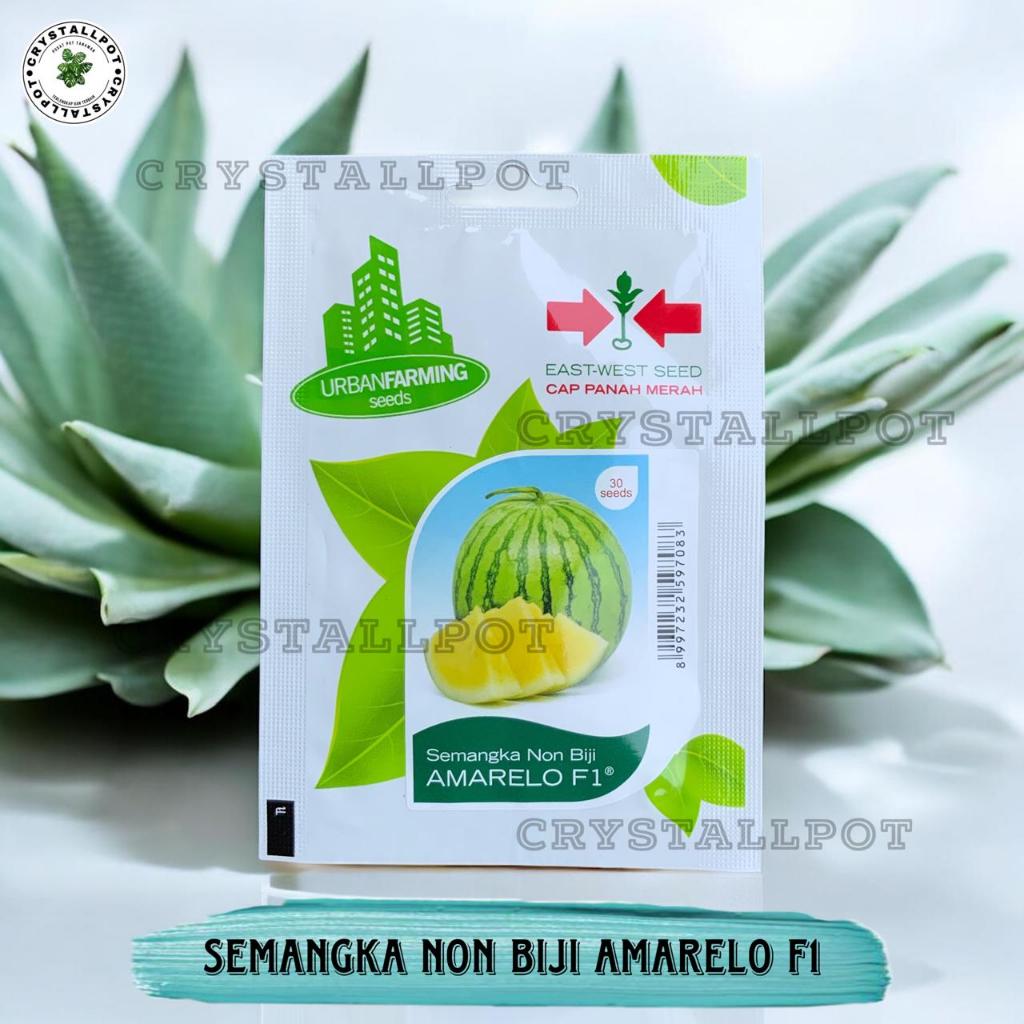 Benih Bibit Semangka Kuning Non Biji Amarelo F1 Cap Panah Merah - SEMANGKA AMARELO F1 EAST WEST SEED