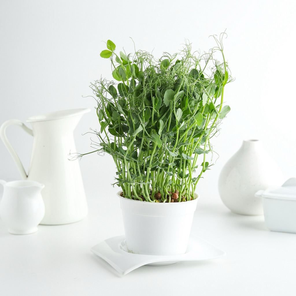 

MICROGREENS RED SORREL - Sayuran Salad