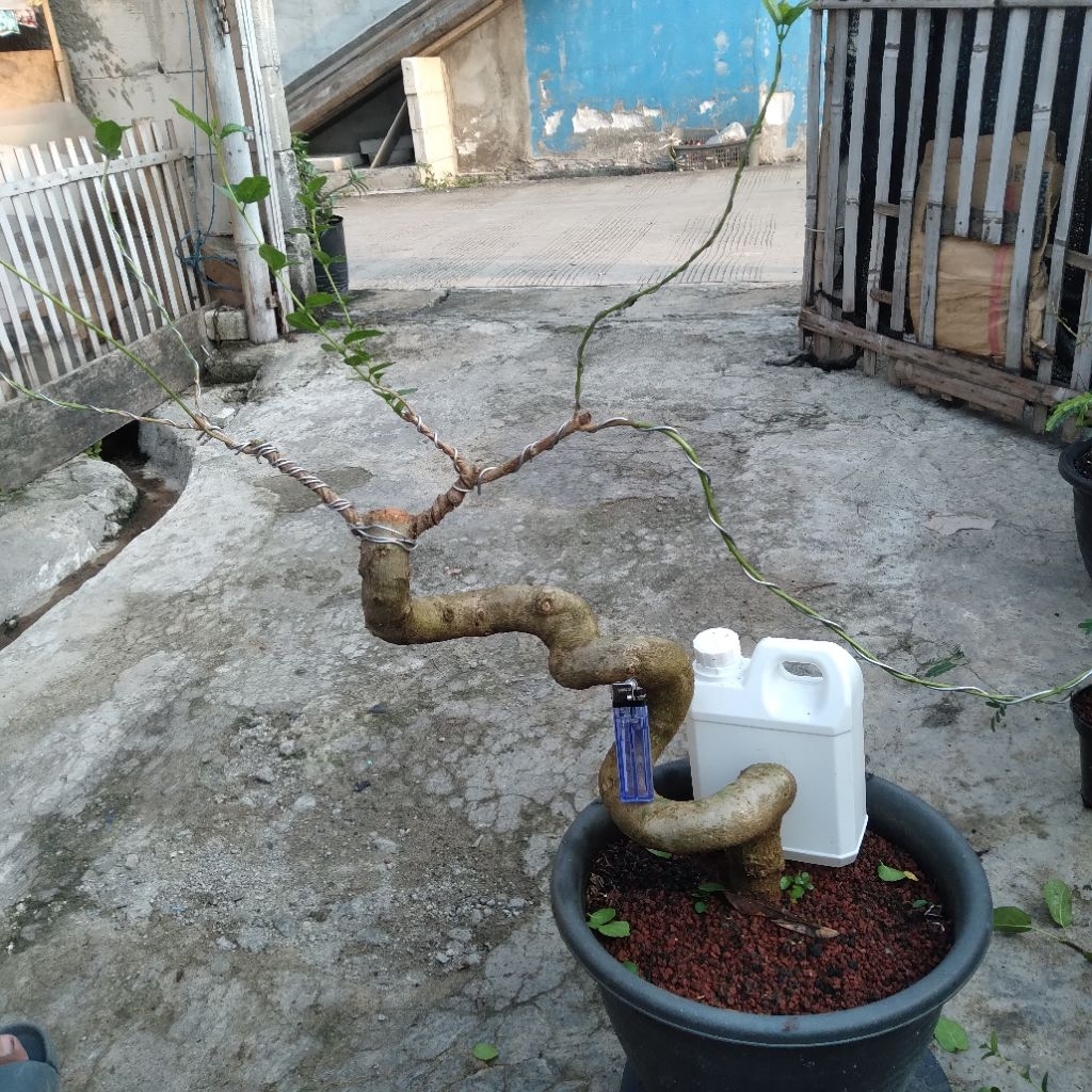 BAHAN BONSAI SANCANG MELIUk JUMBO