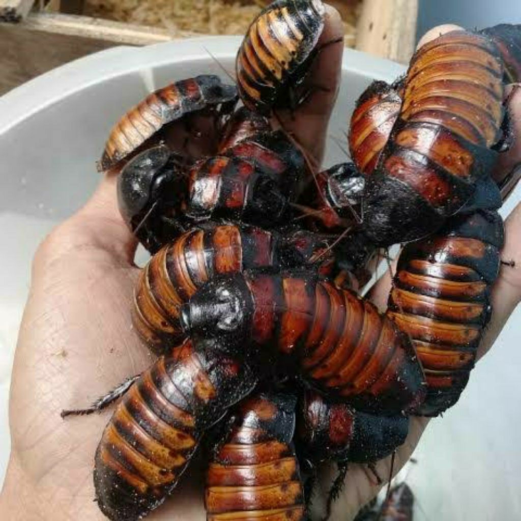 Kecoa madagaskar dewasa