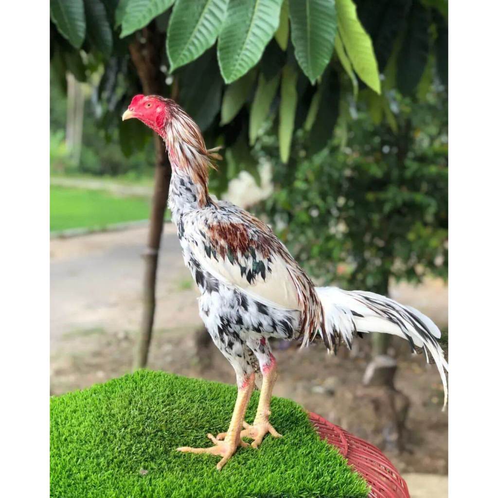 

Telur ayam bangkok petarung bisa untuk di tetaskan