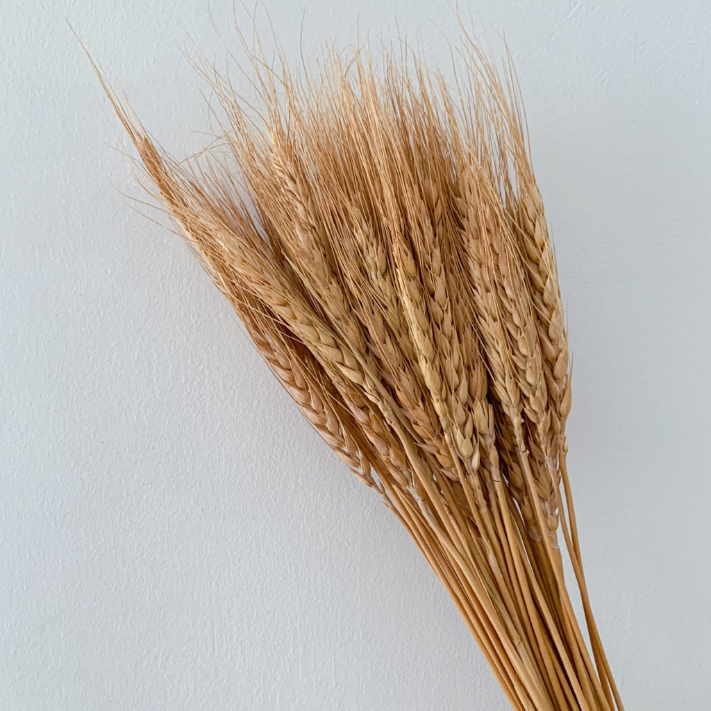 Bunga Gandum Kering / Dried Flowers / Bunga Kering / Bunga Kering Hias untuk Dekorasi Ruangan