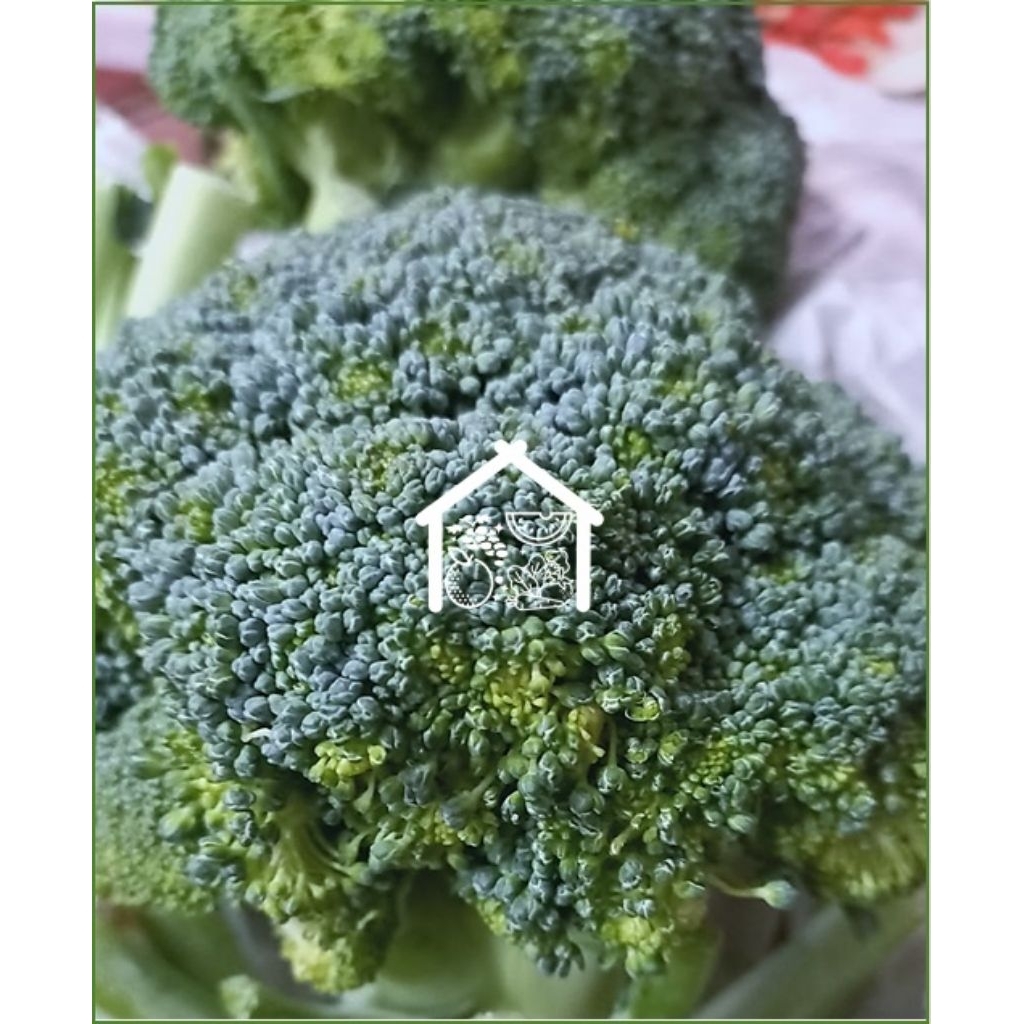 

Brokoli 1 Pcs Pilihan Hemat