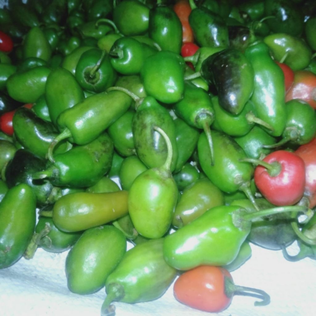 

baby cabe gendot sepesial 1 kg