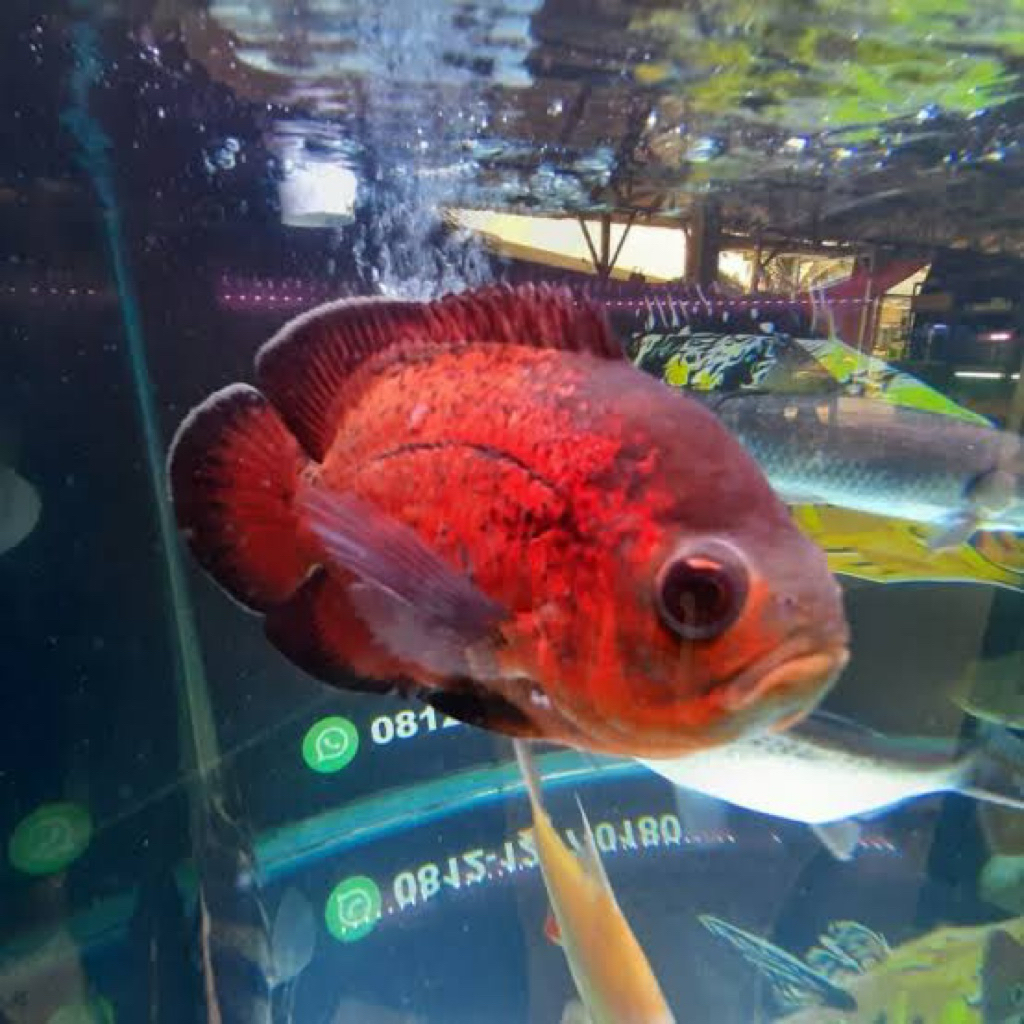 DEKORASI OSCAR TEMBAGA