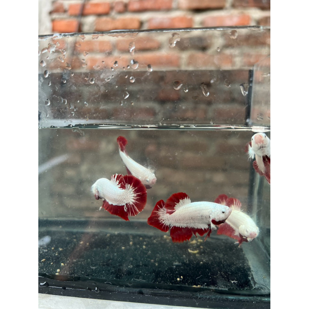 Cupang Plakat Red Dragon Snow