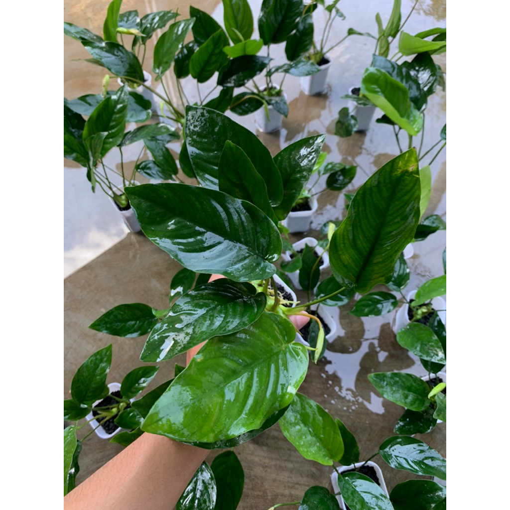 Anubias Nana Jumbo XXL