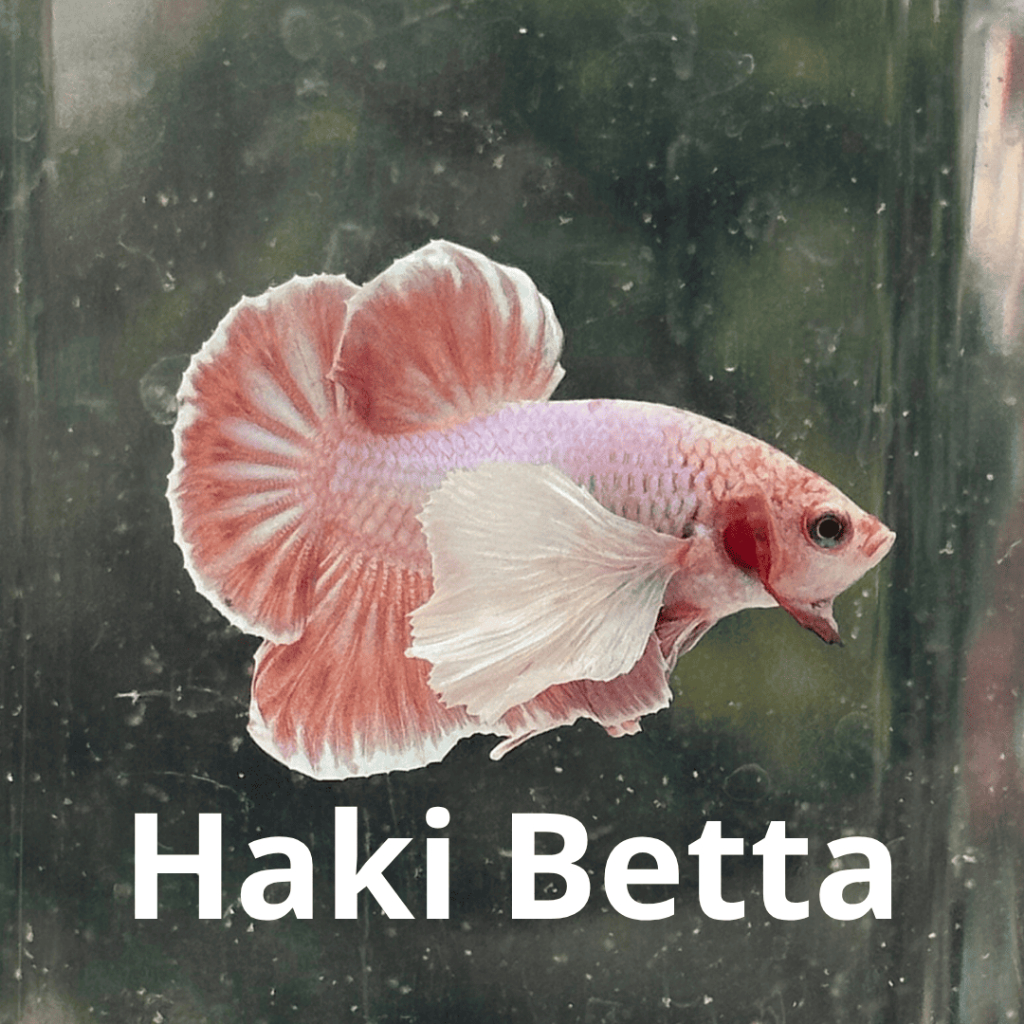 Ikan Cupang Plakat Dumbo Ear Pink | Jantan / Betina / Pasangan | Cupang Hias Unik