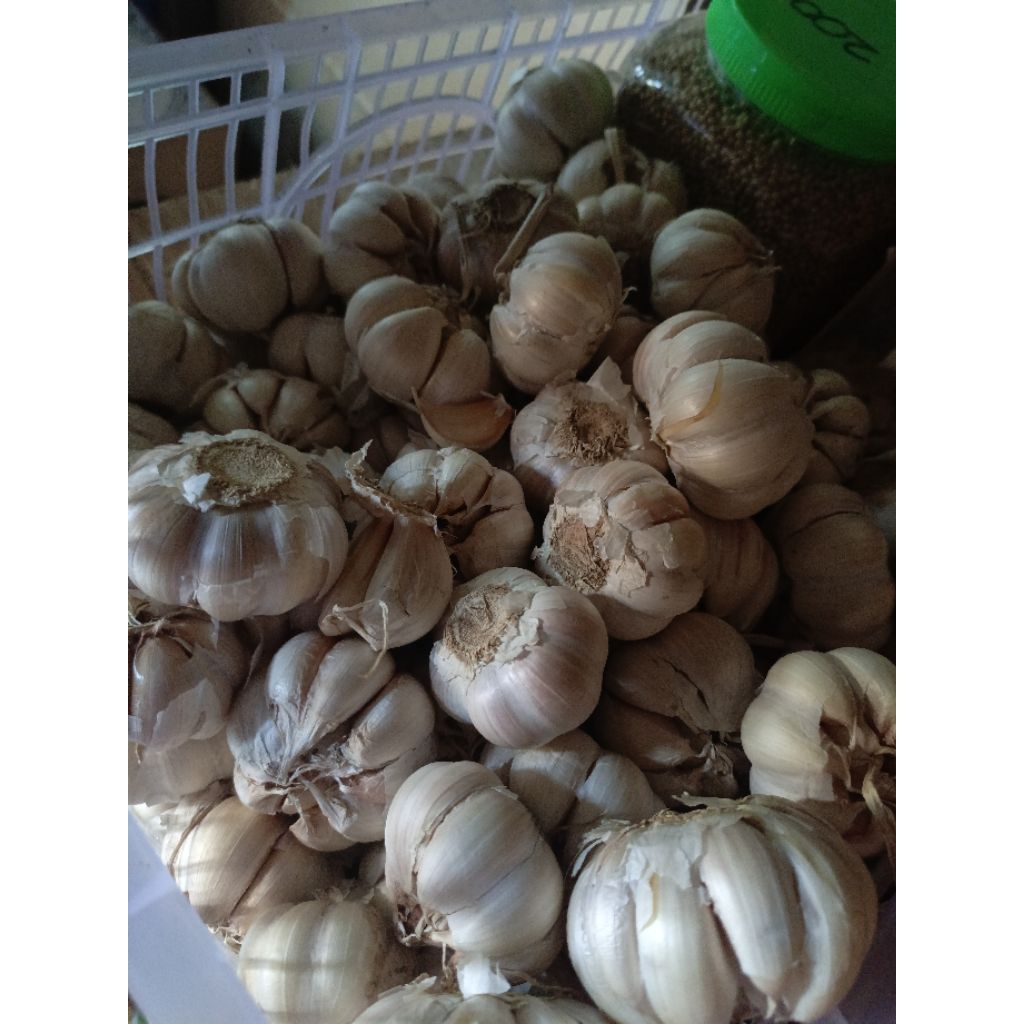 

Bawang Putih Murah 1kg