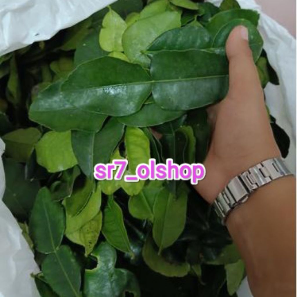 

Daun Jeruk 1x pakai