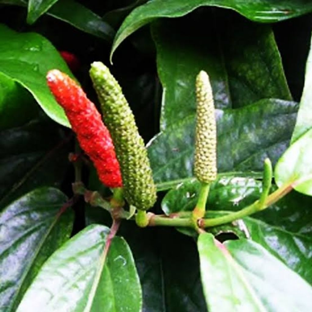 BIBIT CABE JAWA (HIBRIDA) SUPER UNGGUL