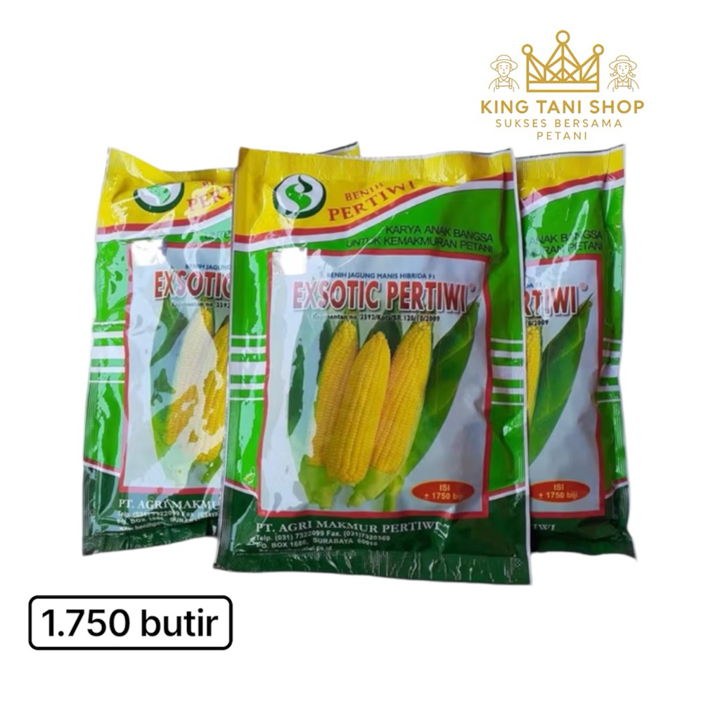 Exsotic 1.750 Biji Benih Jagung Manis Hibrida Pertiwi jagung eksotik jagung exotic jagung eksotic