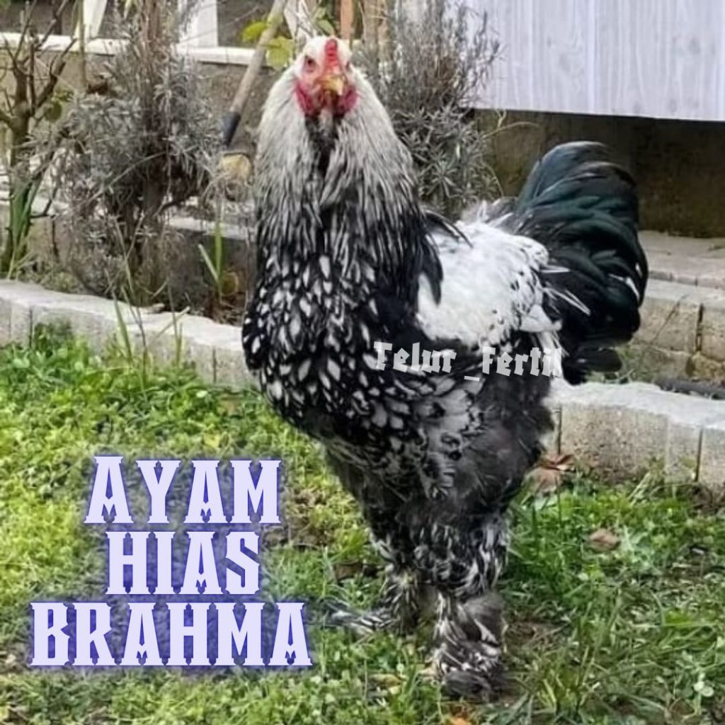 

telur ayam hias Brahma siap tetas