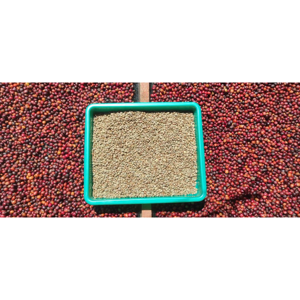 

grenbean fine robusta kerinci / biji kopi petik merah