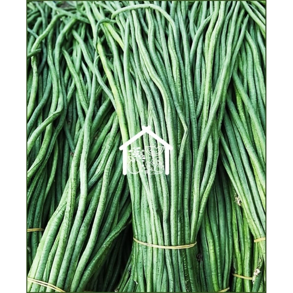 

Kacang Panjang 500 Gram Pilihan Hemat