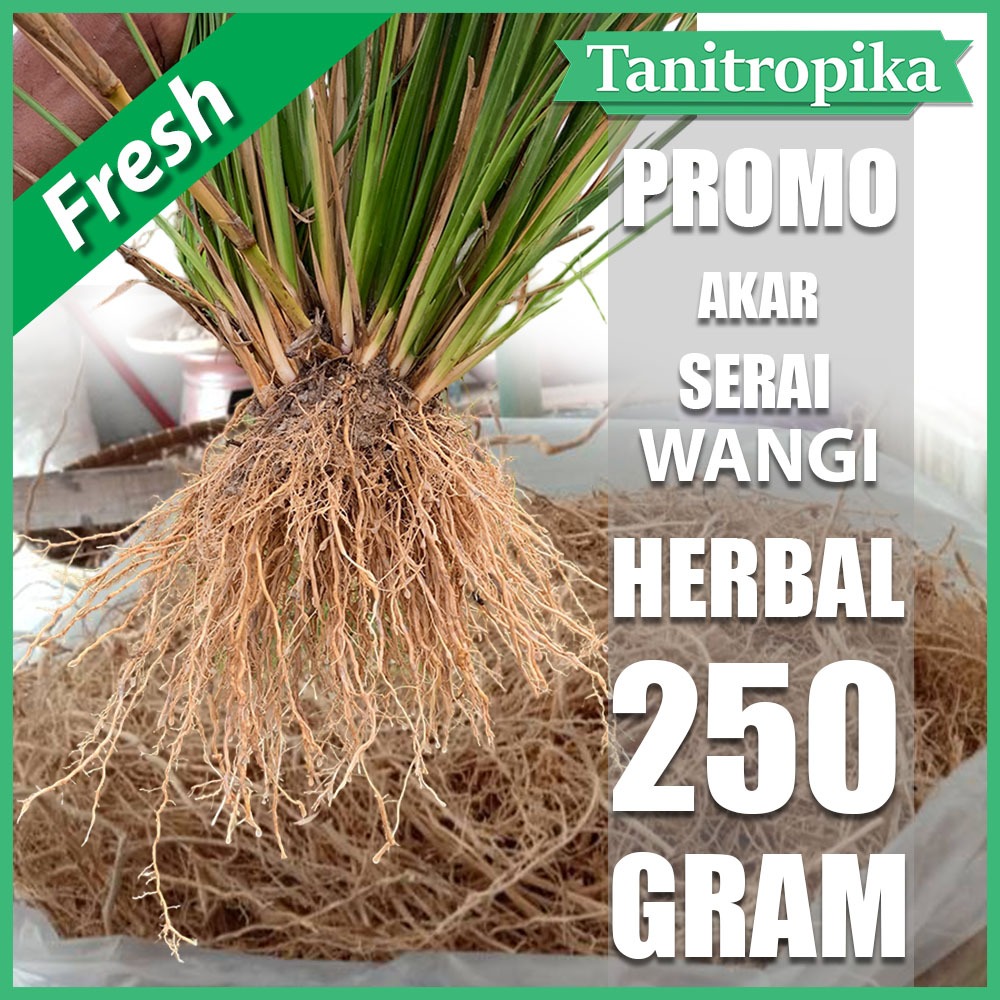 

Akar Serai Fresh Herbal Berkhasiat 250 gram toko TANI tropika