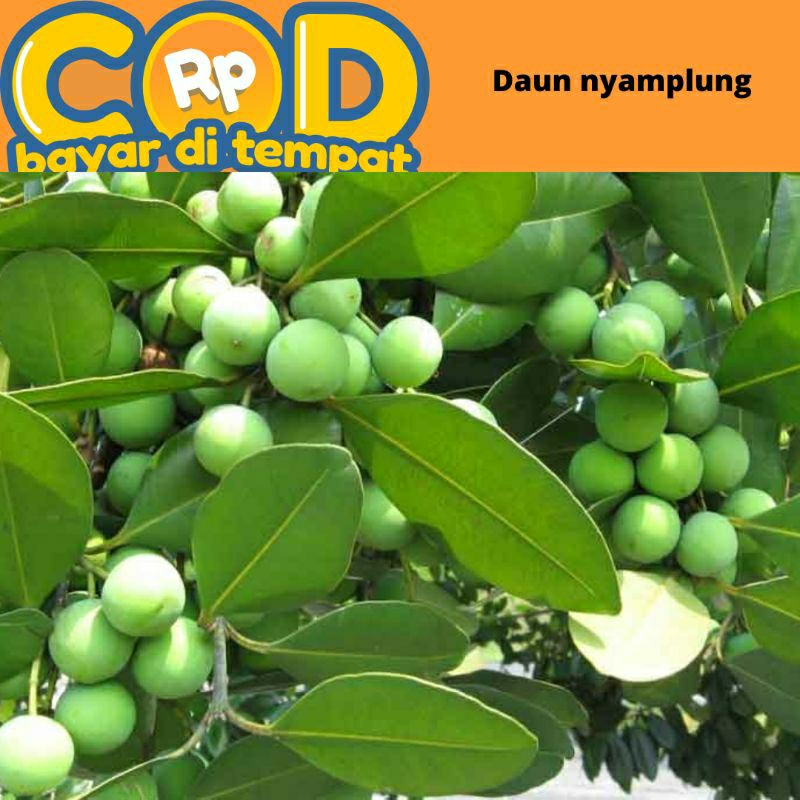 

Daun nyamplung segar perlembar di petik dadakan