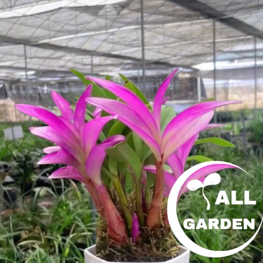 ANGGREK DENDROBIUM PARFUM UNGU POLCA - DENDROBIUM IMPORT WANGI