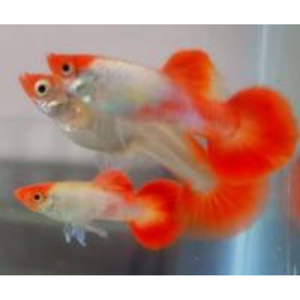 guppy koi blonde sepasang