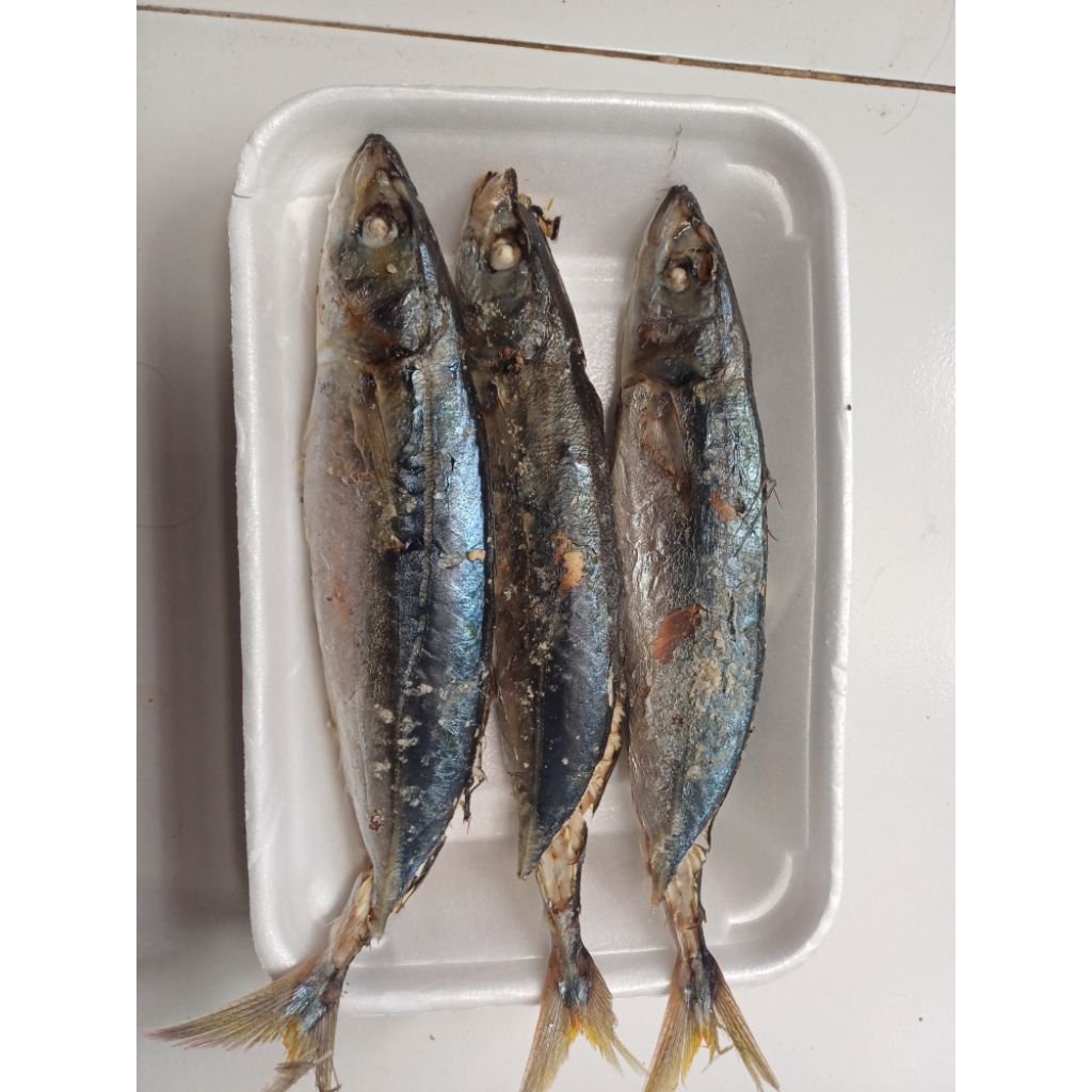 

Ikan pindang salem tongkol besar alami produk rumah tangga