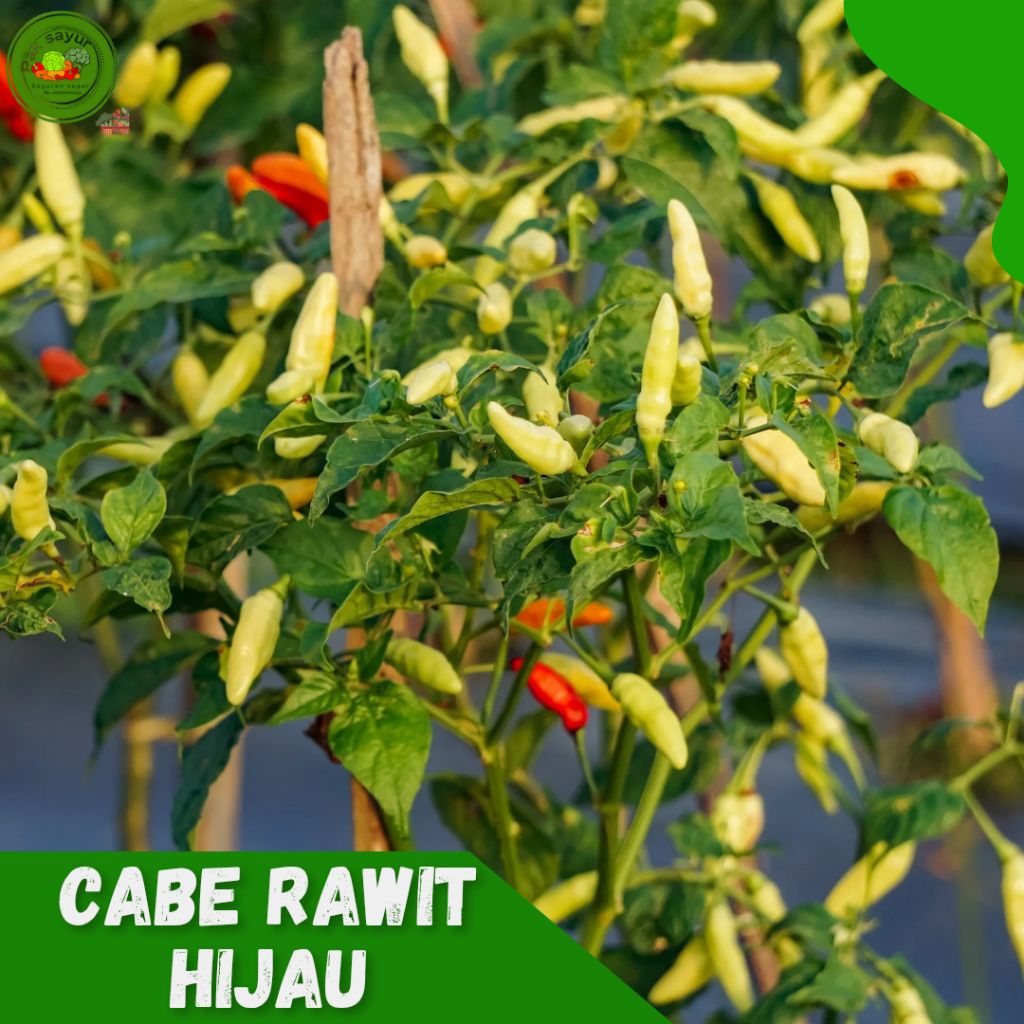 

Cabai Rawit Hijau 500gram , Cabai Prentul Hijau 1kg , Cabai Rawit . Murah , green cayenne pepper