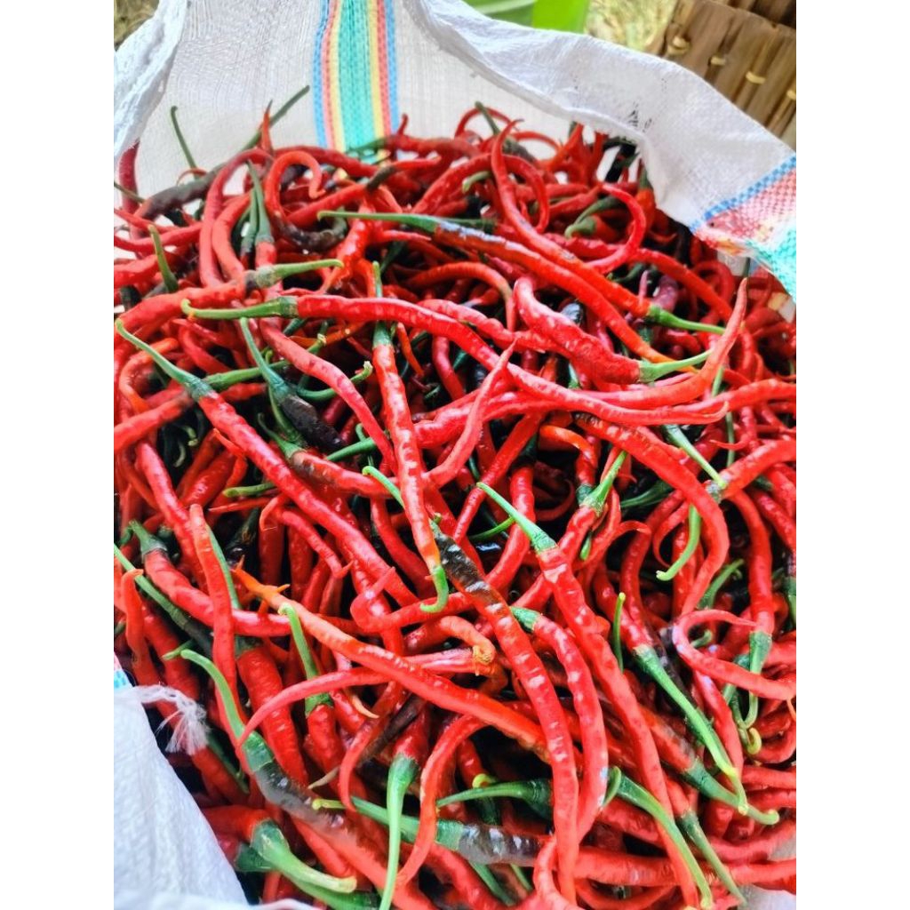

Cabe Merah Kriting Asli Lokal Kediri 1kg