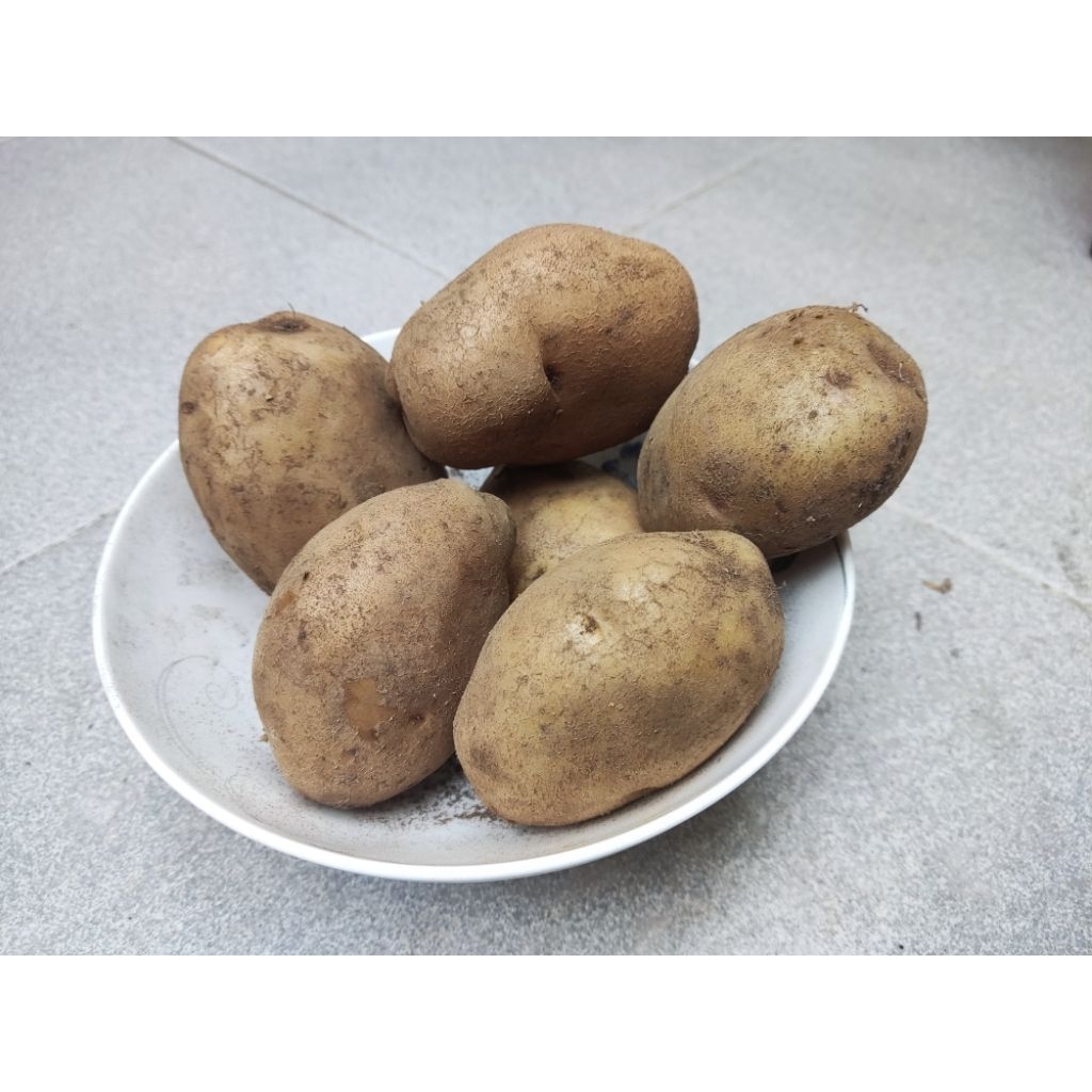 

Kentang Granola Super Segar 1Kg size L (6-8 pcs per Kg)