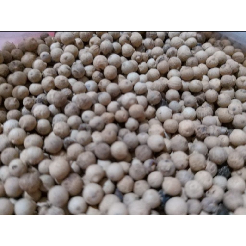 

Lada Putih bulat / Merica 100 Gram Pilihan Hemat