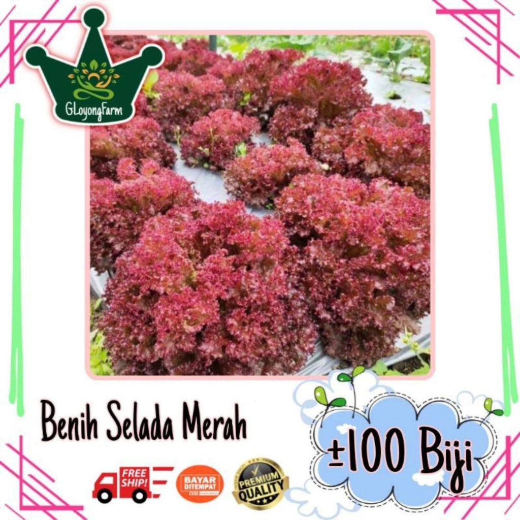 Benih Bibit Selada Keriting Merah Red Lettuce - Bibit Tanaman Sayur Sayuran Seribuan