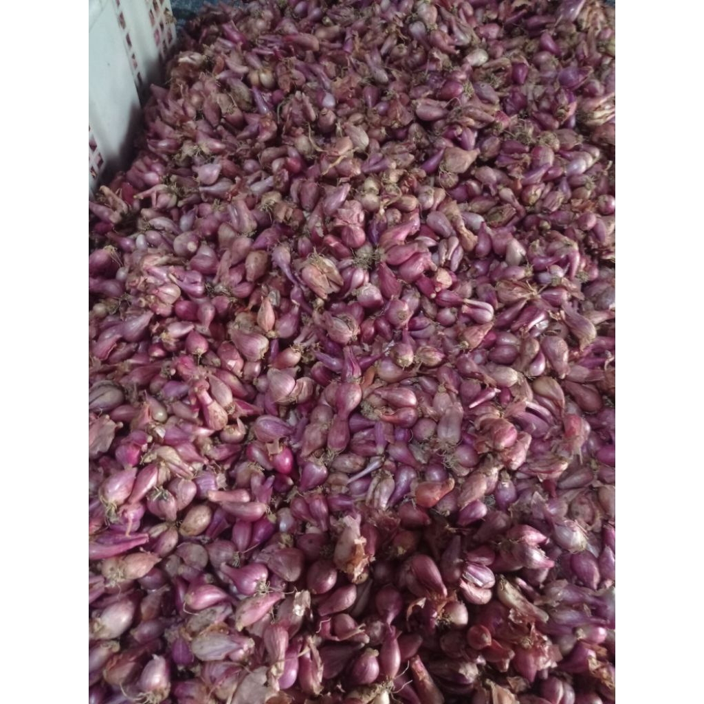 

BAWANG MERAH MURAH SEDANG 1KG