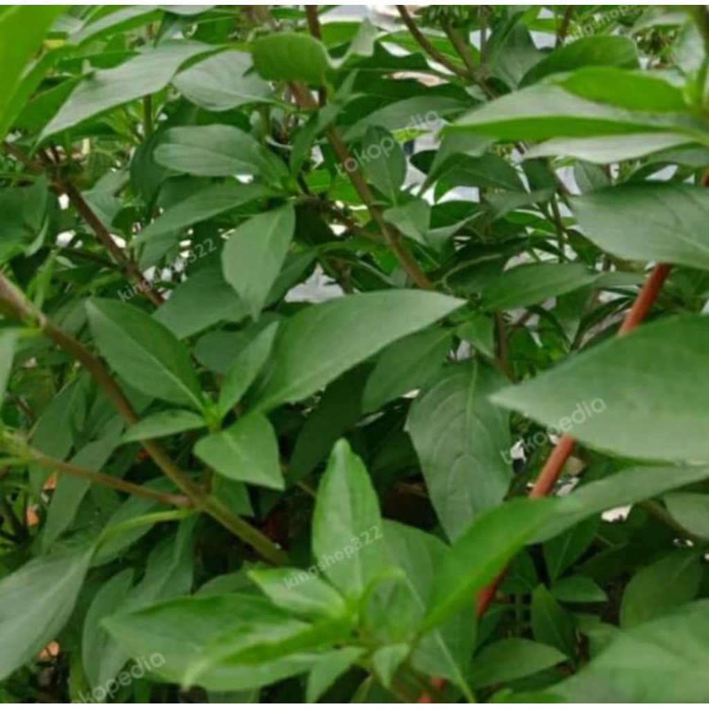 

kim kuk fan/kemangi kalimantan/kemangi cina 50 gram