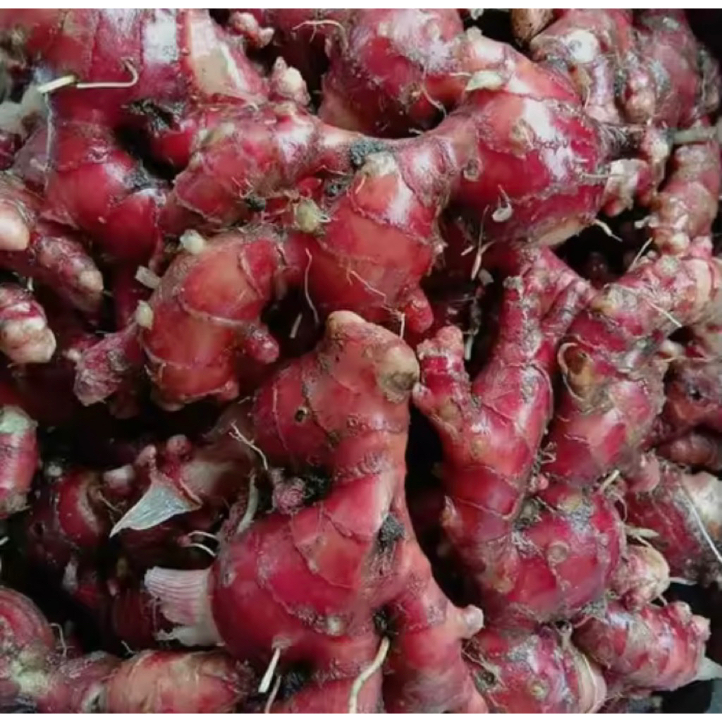 

jahe merah segar tua besar murah SUPER 1kg cocok untuk herbal [COD]