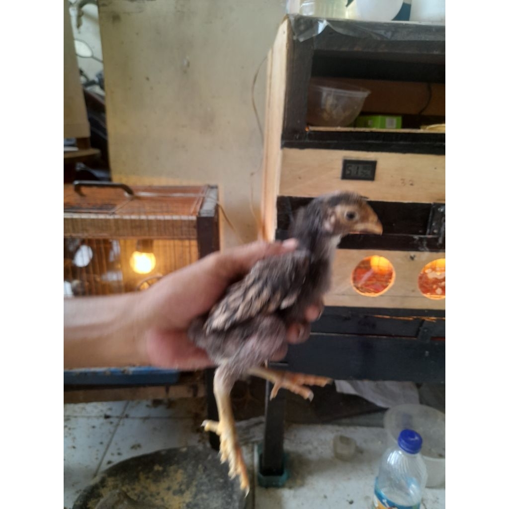 Anak Ayam Shamo trah chu shamo
