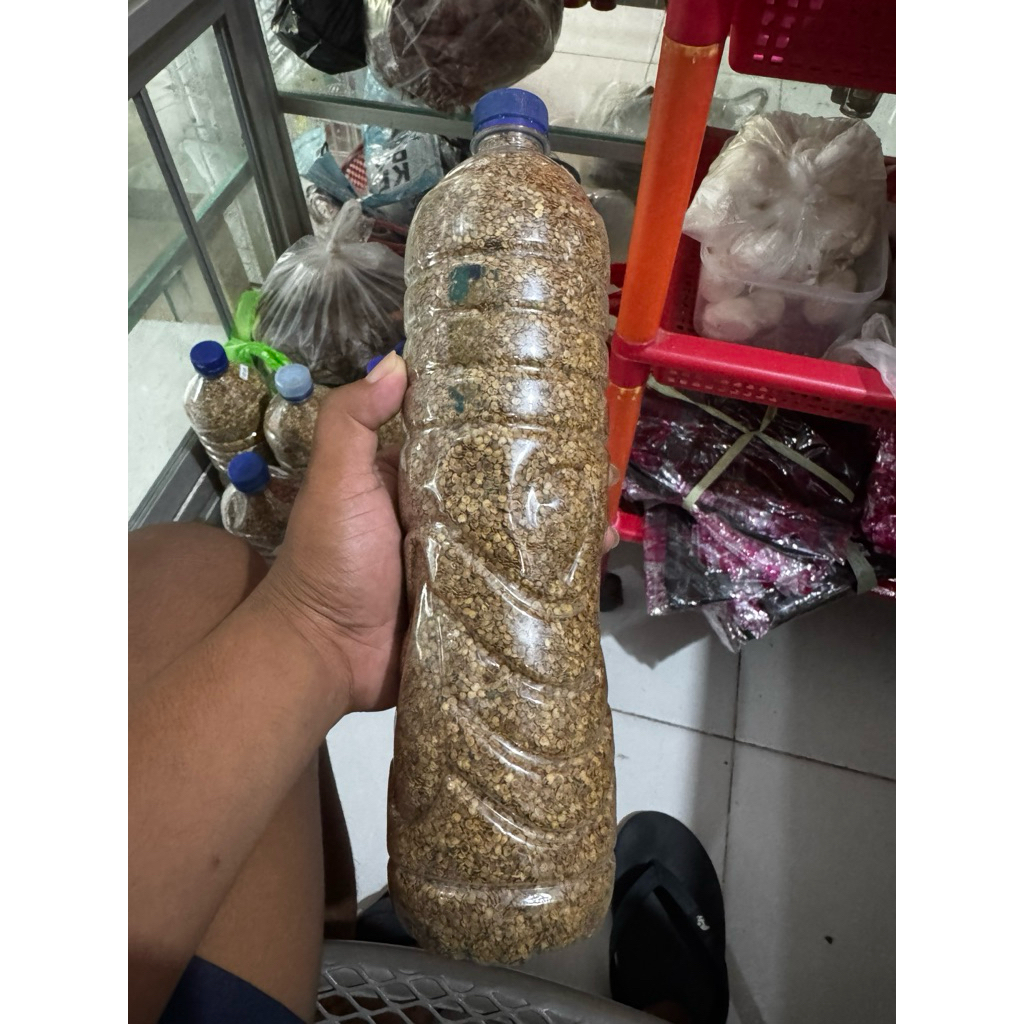 BENIH TERONG HIJAU BESAR