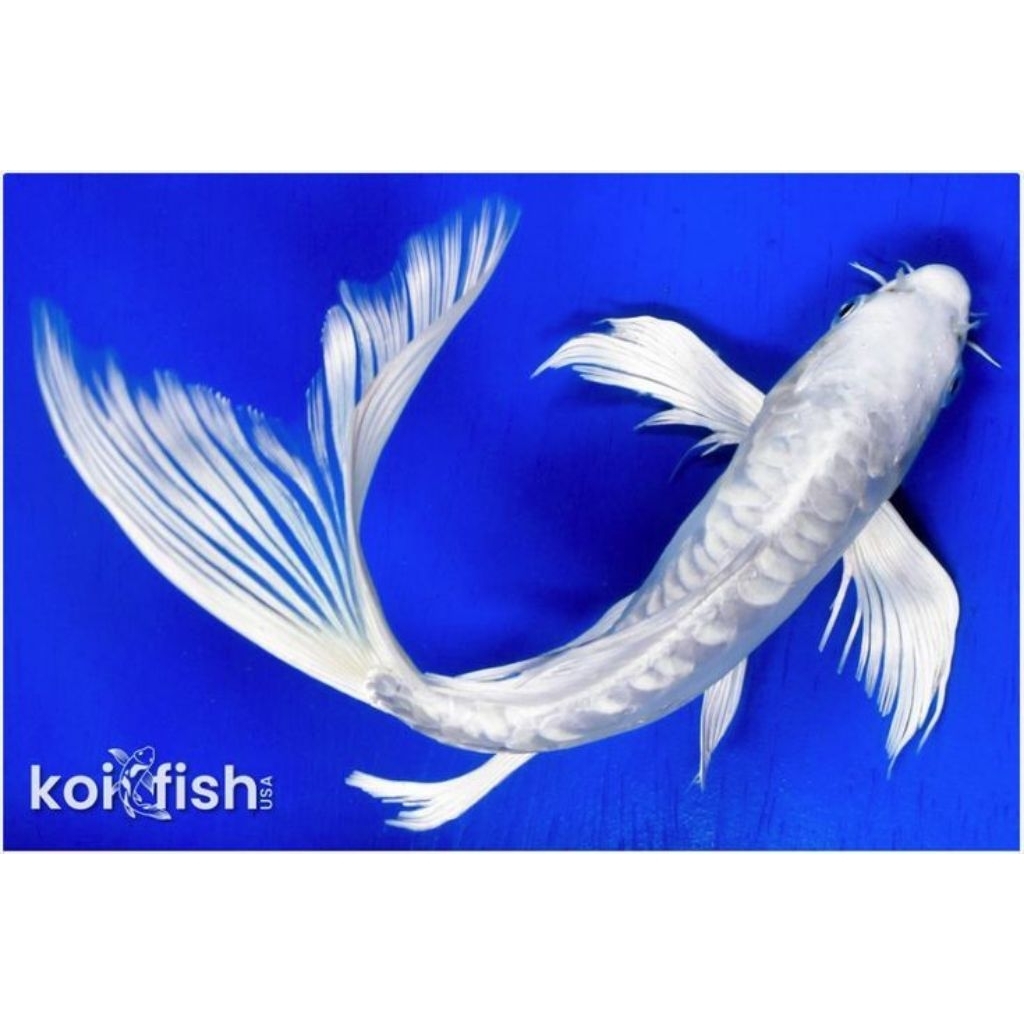 paket koi platinum slayer full gondrong