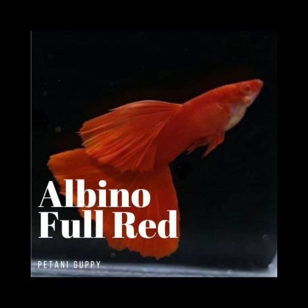 ikan hias air tawar aquarium AQUASCAPE Guppy albino FULL red AFR INDUKAn