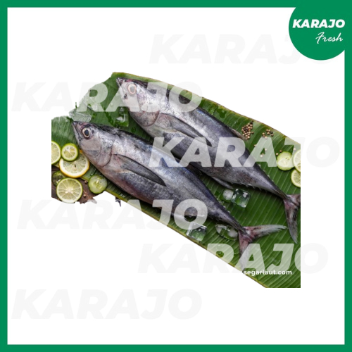 

Ikan Tongkol Abu Fresh 500g/1000g