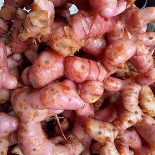 

Laos | Laja | Lengkuas | bumbu dapur