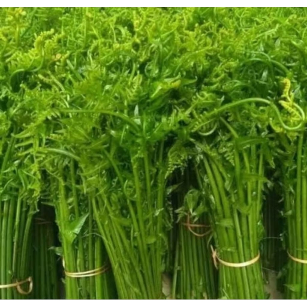 

pakis sayur pakis sayur segar, murah meriah mulai dari 500 gram /1 kg