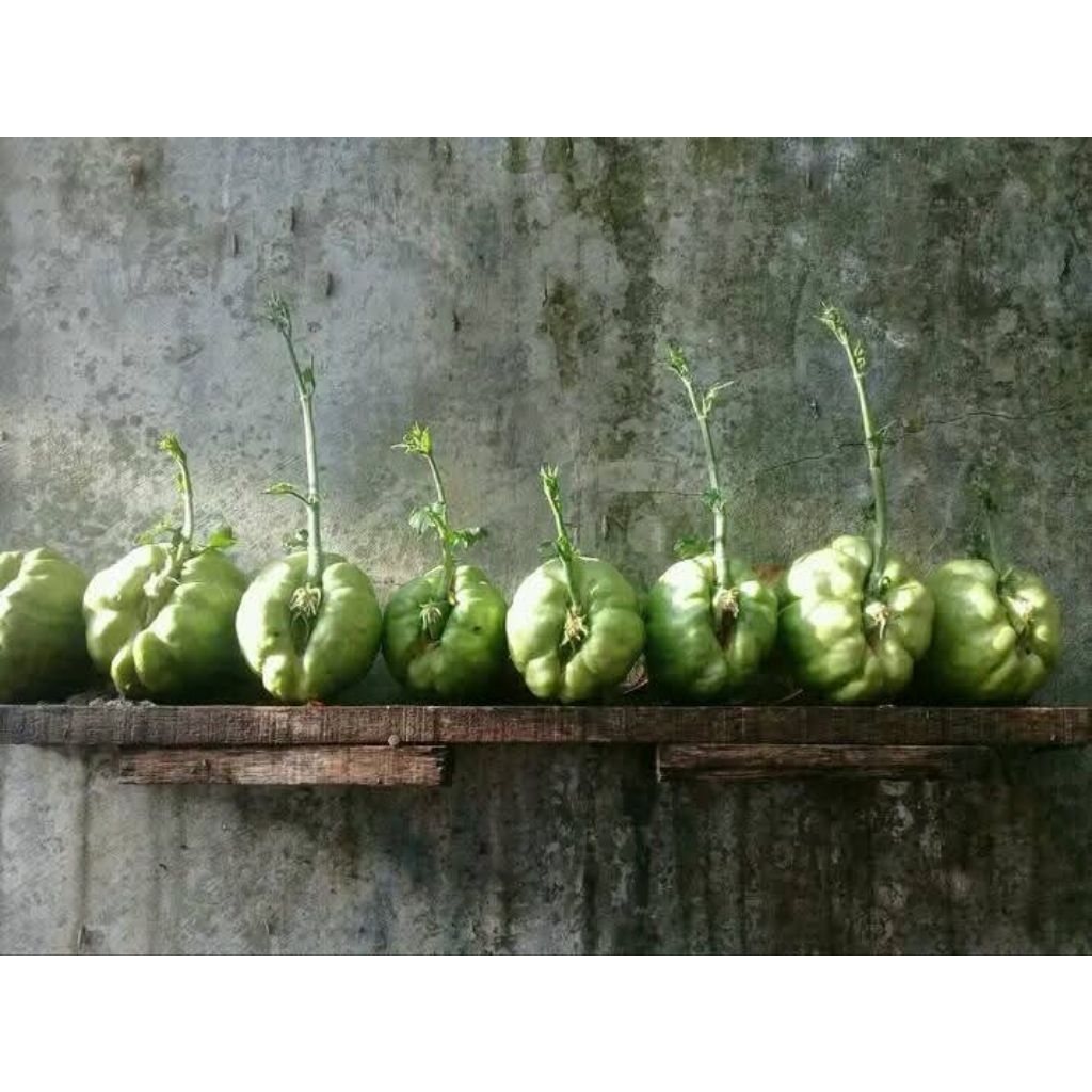 

Jual bibit labu Siam asli Garut