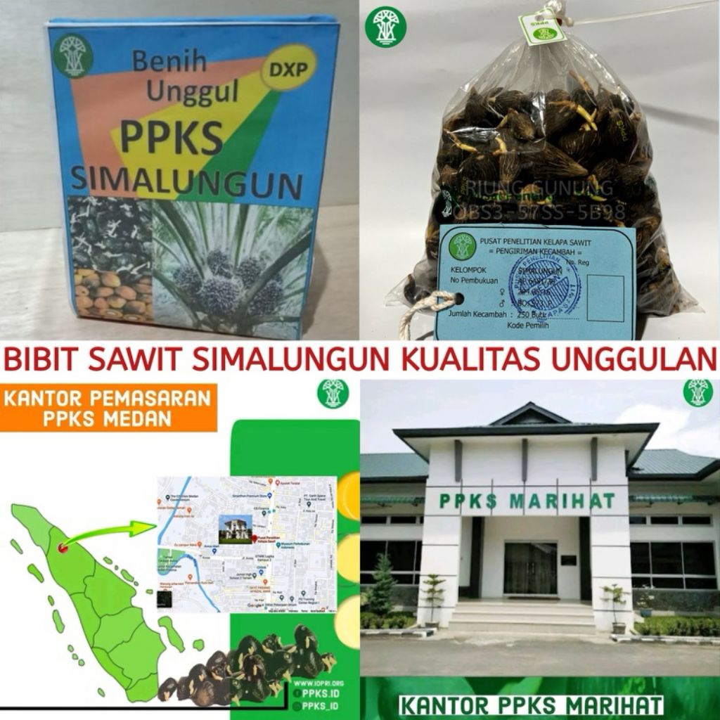 BIBIT KECAMBAH SAWIT PPKS SIMALUNGUN