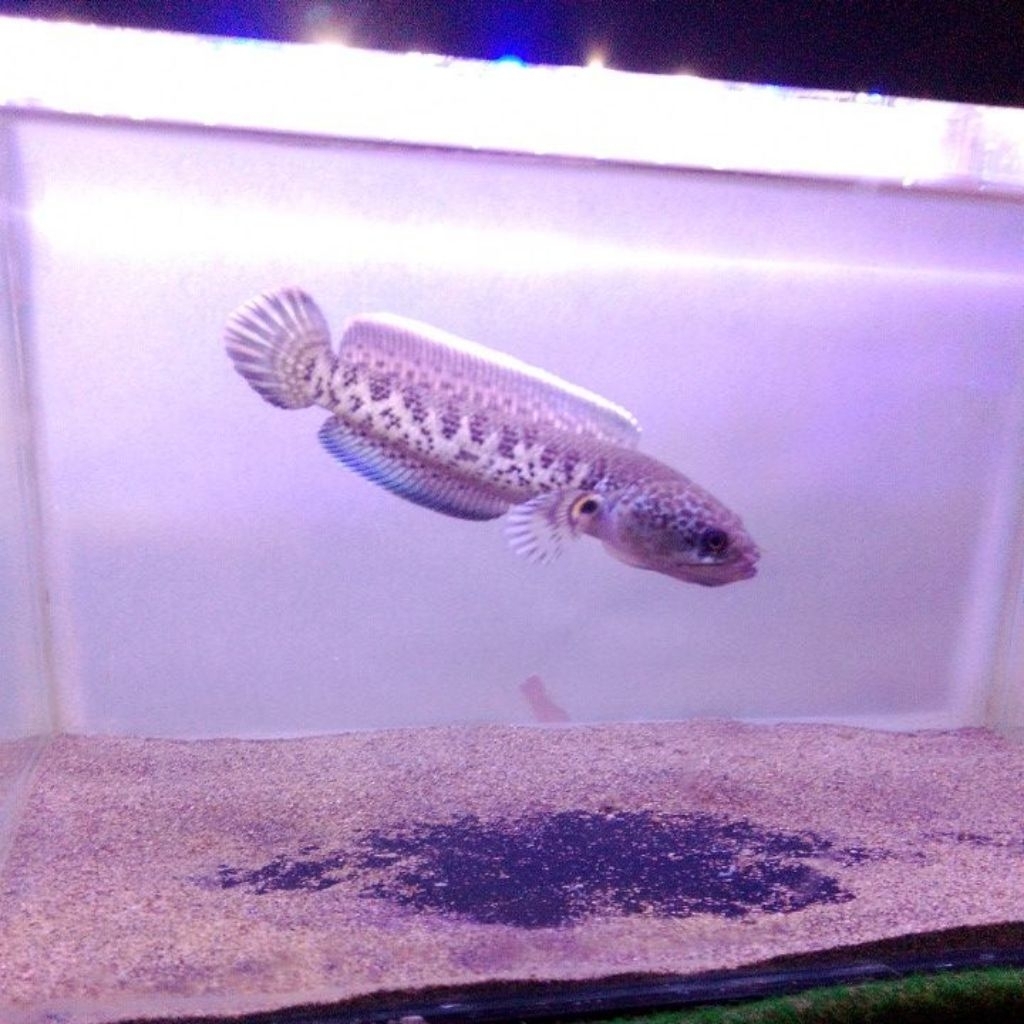 stiker auranti cb Pulosari 12-13cm(mangap)