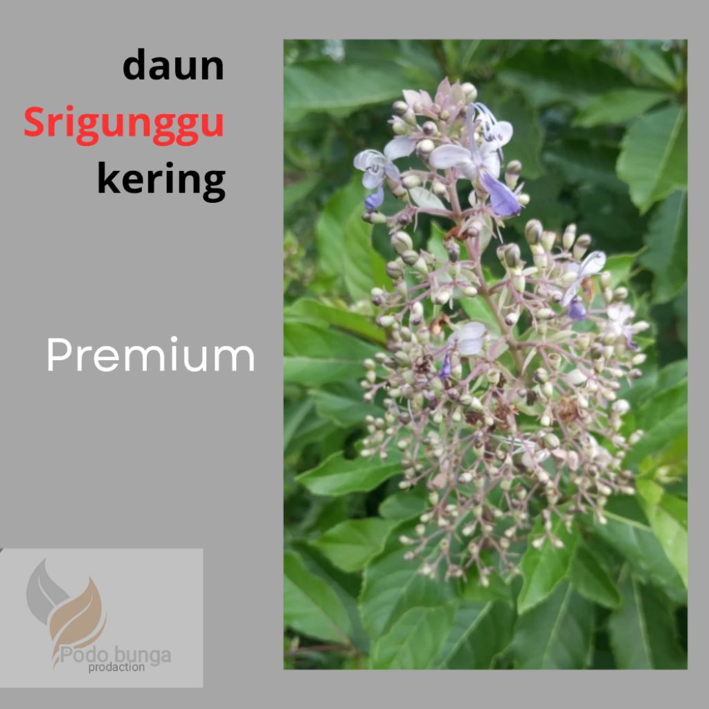 

HERBAL SRIGUNGGU 10g-25g daun SRIGUGGU kering