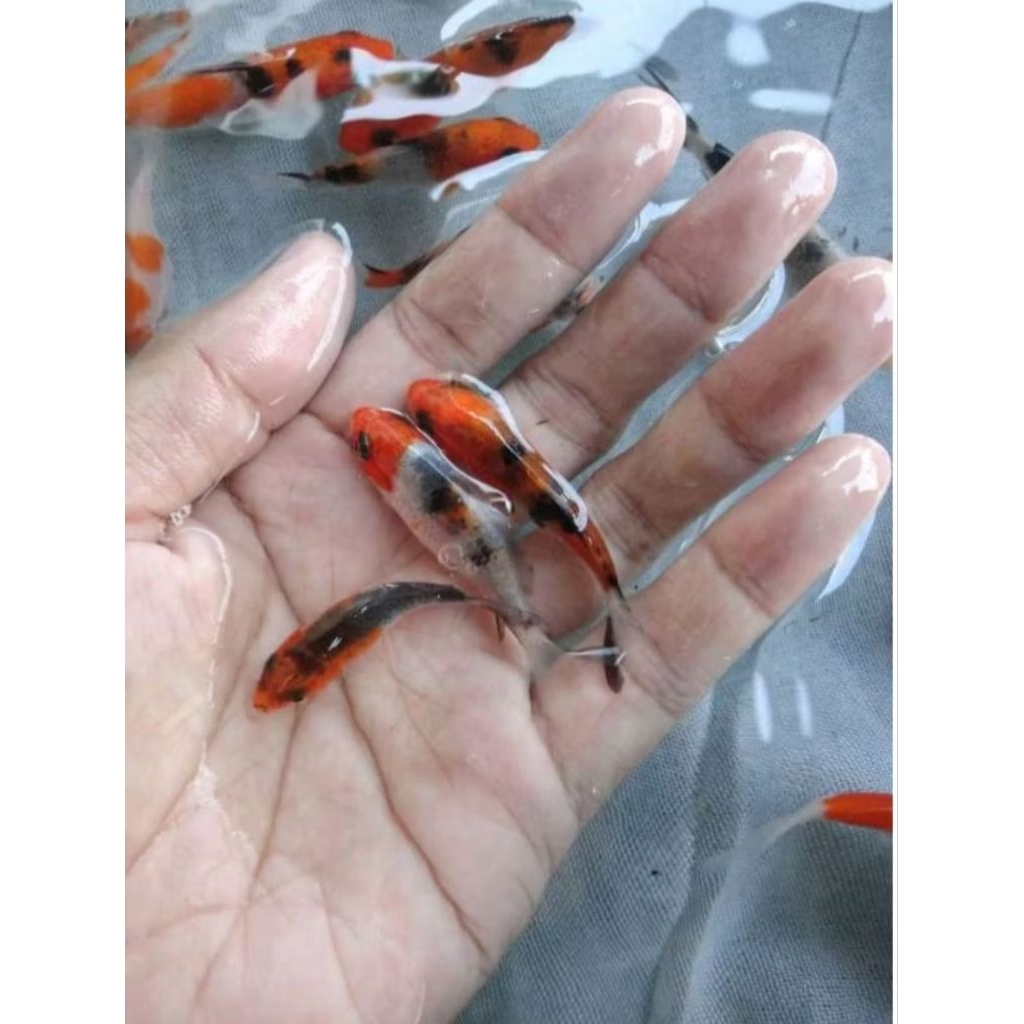 hiyasan Akuarium koi asli dari Blitar 10 ekor cumn =50rb