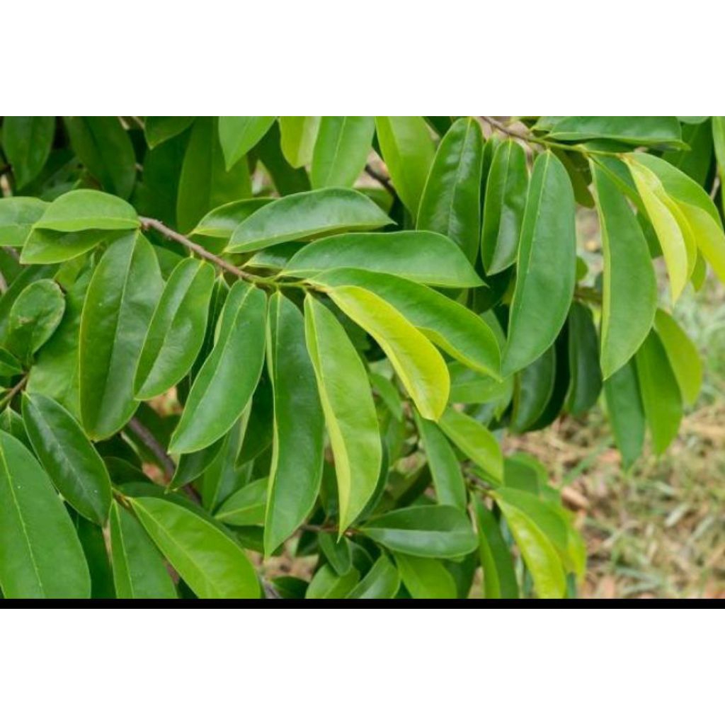 

DAUN SIRSAK SEGAR ALAMI (30LEMBAR)UNTUK PENGOBATAN&PENCEGAHAN