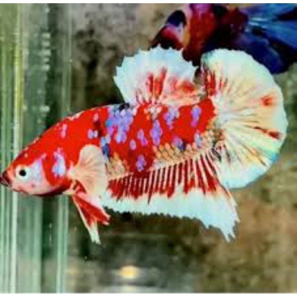 Aksesoris cupang pk barongsai