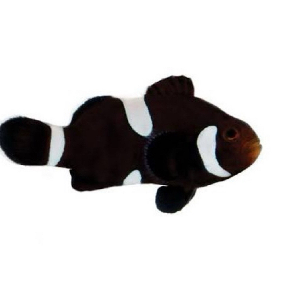 Nemo Clownfish Black Misbar
