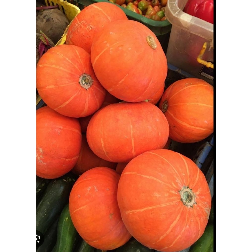 

labu kabocha |kaboca kuning