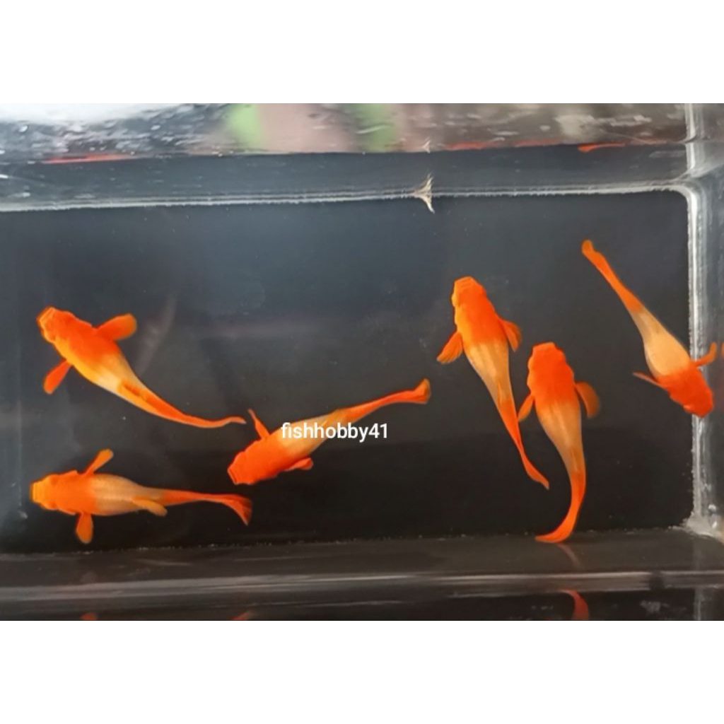 Hiasan Aquarium 3 Ekor  Betina Guppy Albino Koi Red Ear