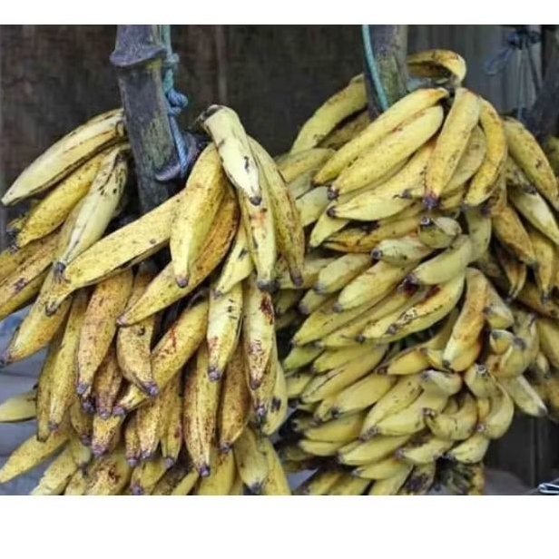

pisang tanduk candi jember